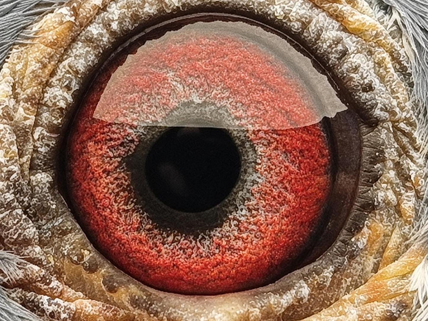 Pigeon eye